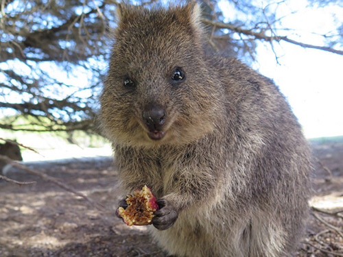 Quokka