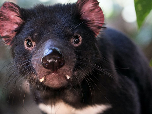 Tasmanian Devil