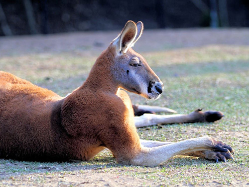 Kangaroo