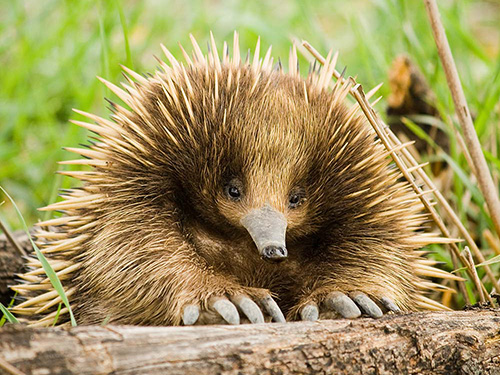 Echidna