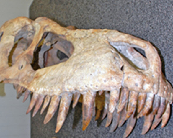 ICE and Manhattan U.S. Attorney's Office return Tyrannosaurus Bataar skeleton to Mongolia