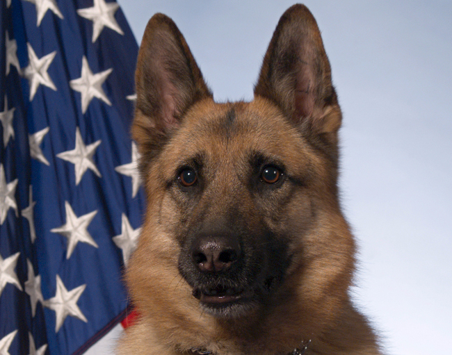 HSI Special Agent says farewell to Zento, a military working dog who once protected U.S. military personnel, offered them solace and won the Army Commendation Medal